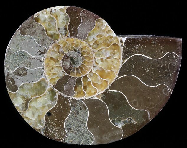 Agatized Ammonite Fossil (Half) #56324